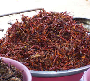 Insekten