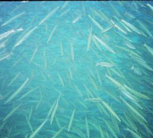 Schwarm kleiner Baracudas