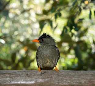 Praslin, Vallee de Mai