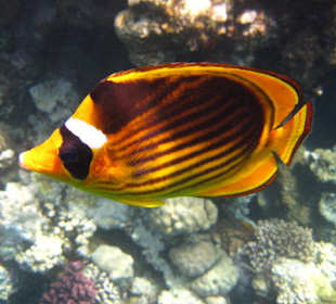 Unterwasser im Roten Meer