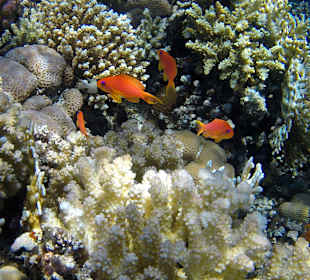 Schnorcheln Makadi Bay