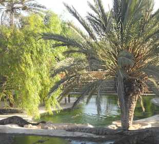 Krokodilfarm in Nähe des Hotels