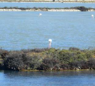 Parco Naturale Molentargius Saline