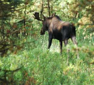 Route Vancouver Jasper Banff