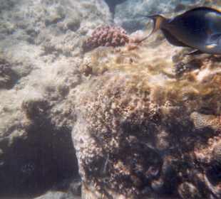 Unterwasserwelt am Hotel-Riff