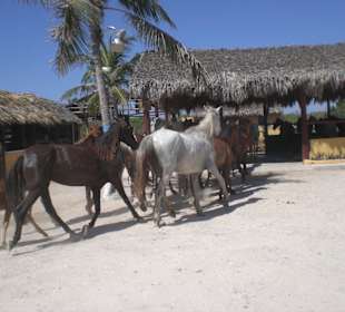 Quad Tour, Bavaro Runners