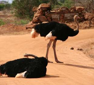 Strauße baden im Staub der Lateriterde