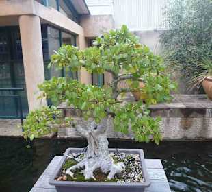 Botanischer Garten Kirstenbosch