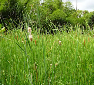Schilfgürtel im Jardin d´Eden