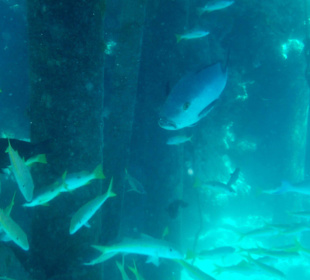 Beim Schnorcheln gesehen