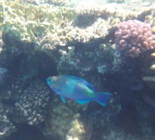 Schnorcheln El Gouna