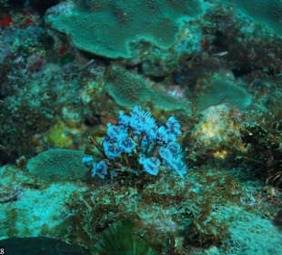 Tauchen in Boca Chica mit Caribbean Divers