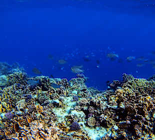 Schnorcheln Marsa Alam