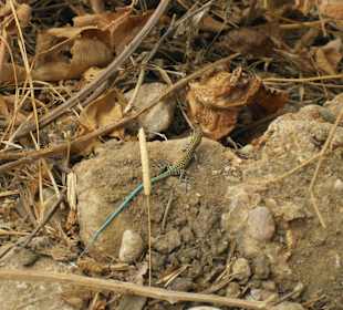 Bei Bus Safari entdeckt