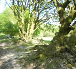 Naturschutzgebiet Boberger Niederung