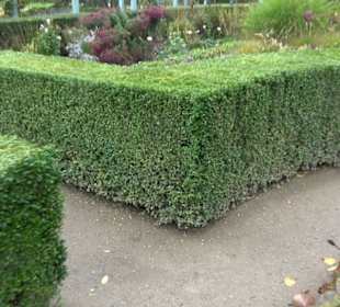Karl-Foerster-Garten