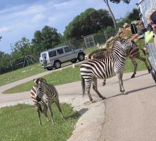 Anfütterung der Zebra´s