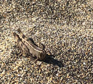 Strand Playa del Ingles