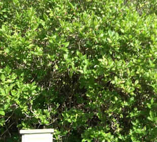 Arboretum