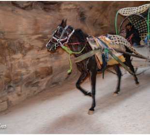 Petra, Jordanien , Pferdekutsche