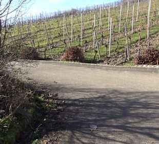 Weinerlebnisweg