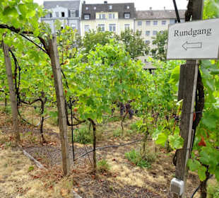 Im Weinberg auf dem Dach des Weinmuseums