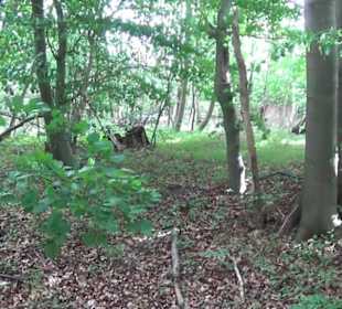 Schlossruine Dwasiden