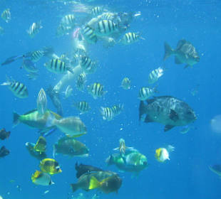 Traumhaftes Schnorcheln