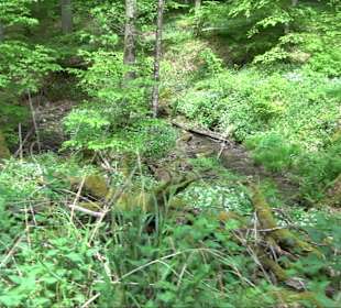 Wandertour Feuchtgebiet Schönbuch