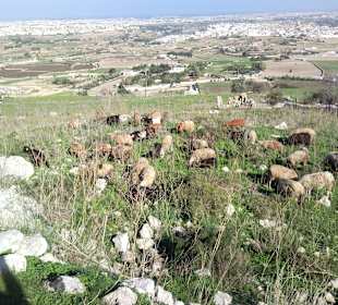 Sheep on our Cliffs & Sea Adventure