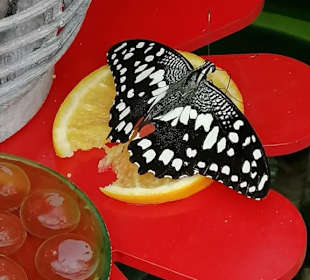 Schmetterling