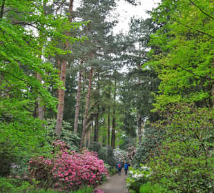 Impressionen aus dem Rhododendronpark Gristede