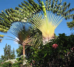 Palmen der anderen Art  12/13