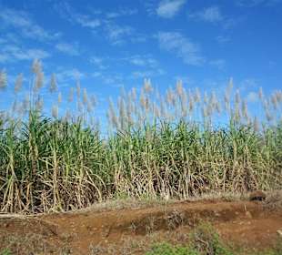Zuckerrohrfeld