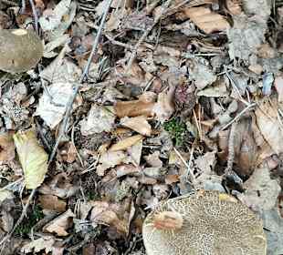 Stadtführung Eisenach