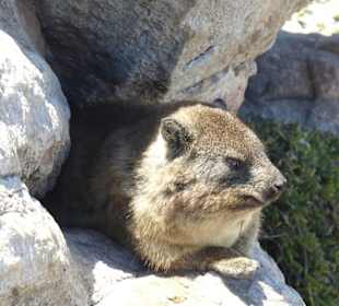 Stoney Point African Penguin Breeding Colony