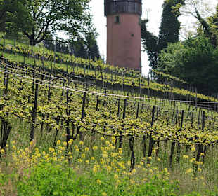 Weinberg