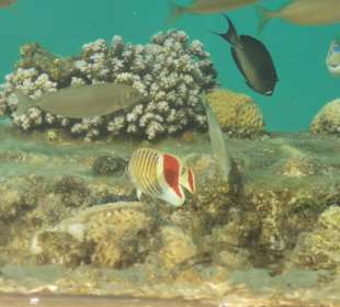 Schnorcheln Marsa Alam