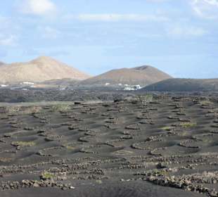 Weinanbau auf den Feuerbergen