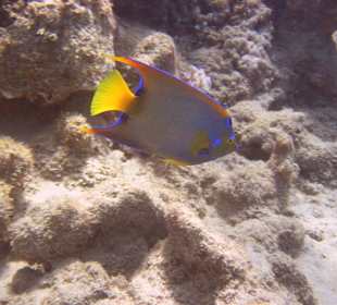 Tauchgang mit James & Mac