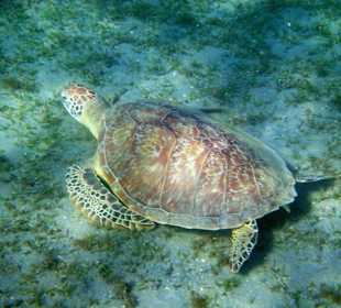 Schildkröte