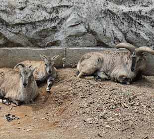 Padmaja Naidu Himalayan Darjeeling Zoo