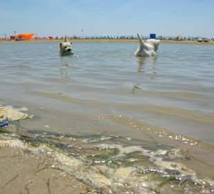 Strand von Bibione 06-2010