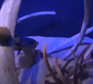 Meeresmuseum Stralsund