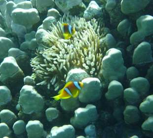 Nemo