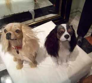 Königliche Hofhunde