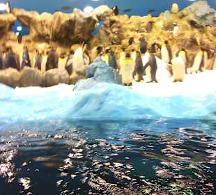 Ausflüge. Loro Park