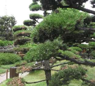 Japanischer Garten