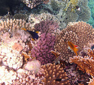 Fische im Hausriff Tulip Resort