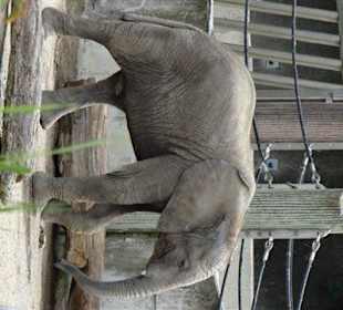 Rundgang im Tierpark